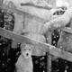 dog in snow